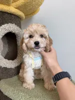 Tiana, a female Cockapoo for sale in San Gabriel, CA – 4 of 4