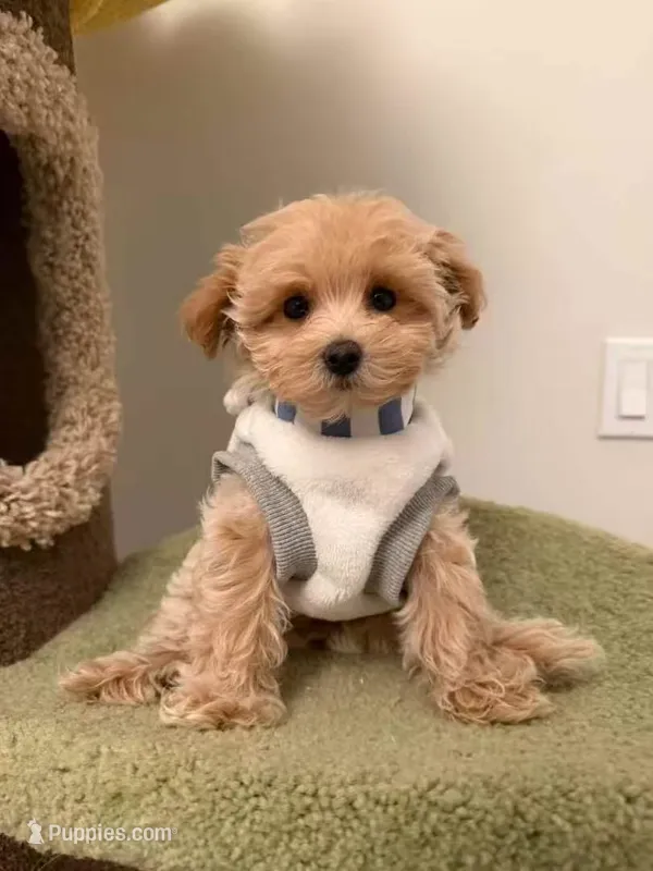 Clare – Maltipoo puppy for sale in San Gabriel, CA