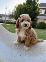 Toby, a male Poodle - Toy  and Bichpoo for sale in San Gabriel, CA – 2 of 4