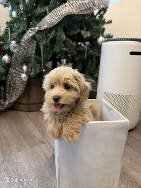 Kelly – Maltipoo puppy for sale in San Gabriel, CA