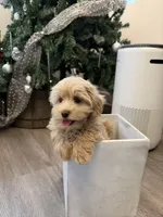 Kelly, a female Maltipoo for sale in San Gabriel, CA – 1 of 5