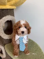 Chubby, a male Cockapoo for sale in San Gabriel, CA – 3 of 4