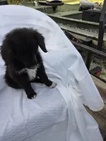 COAL, a male Shetland Sheepdog and Golden Retriever for sale in Sandborn, IN – 7 of 7