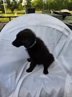Blue, a male Shetland Sheepdog and Golden Retriever for sale in Sandborn, IN – 5 of 6