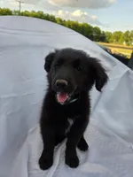 Blue, a male Shetland Sheepdog and Golden Retriever for sale in Sandborn, IN – 2 of 6
