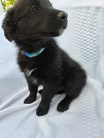 Blue, a male Shetland Sheepdog and Golden Retriever for sale in Sandborn, IN – 3 of 6