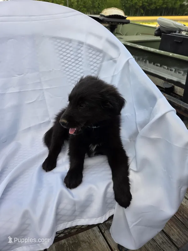Blue – Shetland Sheepdog, Golden Retriever puppy for sale in Sandborn, IN