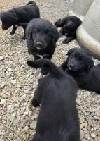 Dark Green, a male Shetland Sheepdog and Golden Retriever for sale in Sandborn, IN – Photo 2 of 3