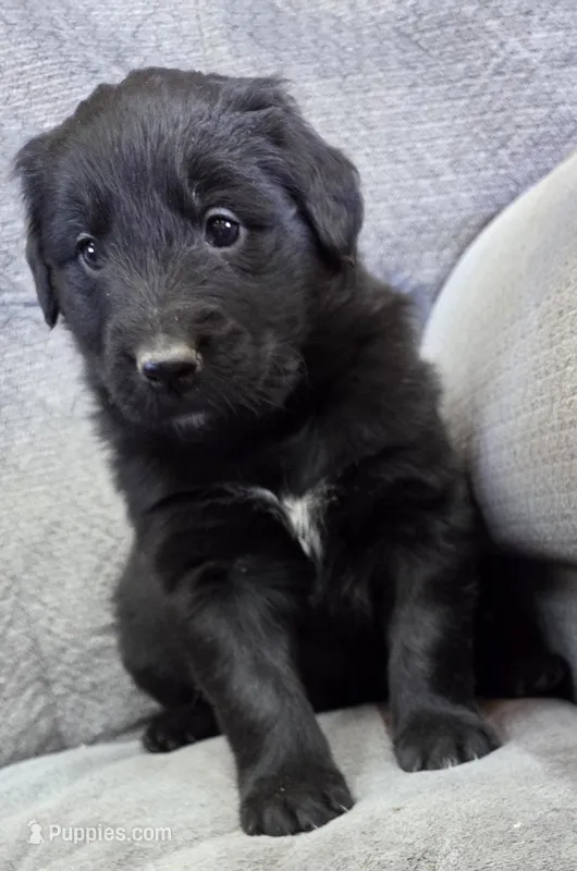 Dark Green – Shetland Sheepdog, Golden Retriever puppy for sale in Sandborn, IN