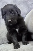 Dark Green, a male Shetland Sheepdog and Golden Retriever for sale in Sandborn, IN – Photo 1 of 3