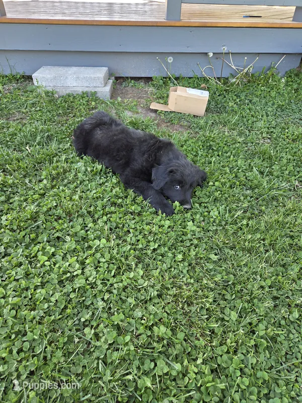 Dark Green – Shetland Sheepdog, Golden Retriever puppy for sale in Sandborn, IN