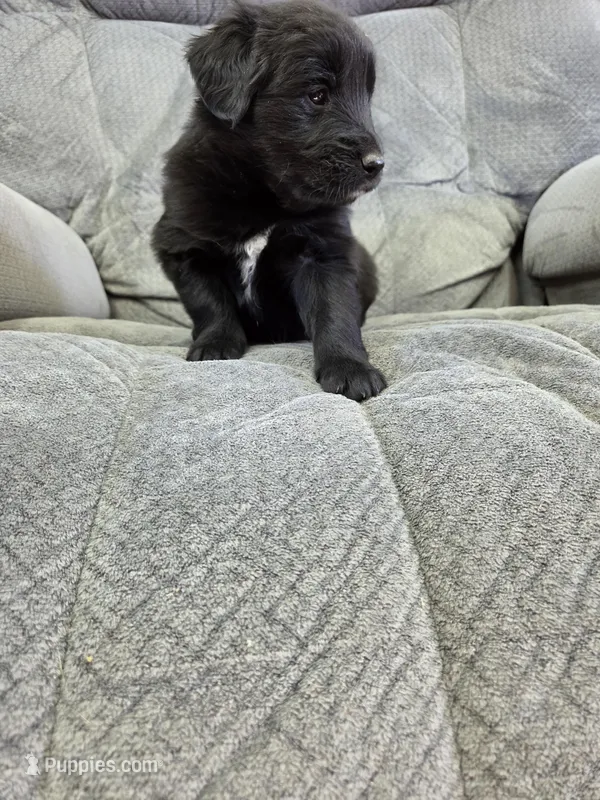Boy1 – Shetland Sheepdog, Golden Retriever puppy for sale in Sandborn, IN