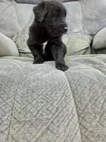 Boy1, a male Shetland Sheepdog and Golden Retriever for sale in Sandborn, IN – Photo 1 of 2