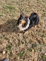 Boy1, a male Shetland Sheepdog and Golden Retriever for sale in Sandborn, IN – Photo 2 of 2
