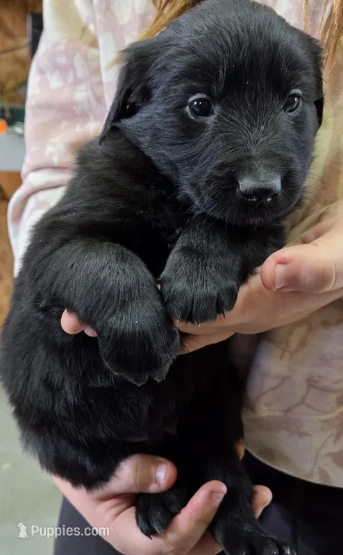 Purple – Shetland Sheepdog, Golden Retriever puppy for sale in Sandborn, IN