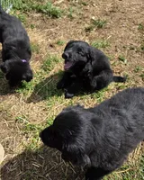 Purple, a female Shetland Sheepdog and Golden Retriever for sale in Sandborn, IN – Photo 2 of 3