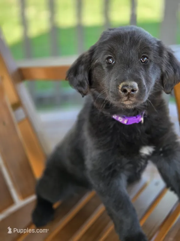 Purple – Shetland Sheepdog, Golden Retriever puppy for sale in Sandborn, IN