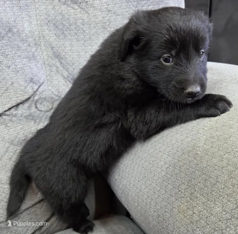 OLIVE – Shetland Sheepdog, Golden Retriever puppy for sale in Sandborn, IN