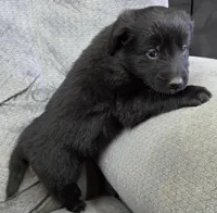 OLIVE, a male Shetland Sheepdog and Golden Retriever for sale in Sandborn, IN – Photo 1 of 3
