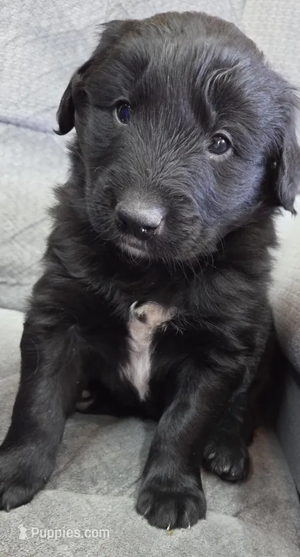 D. Blue – Shetland Sheepdog, Golden Retriever puppy for sale in Sandborn, IN