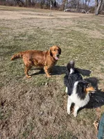 D. Blue, a male Shetland Sheepdog and Golden Retriever for sale in Sandborn, IN – Photo 3 of 3
