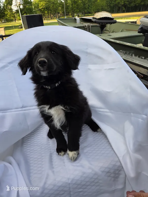 COAL, a male Shetland Sheepdog and Golden Retriever for sale in Sandborn, IN – 1 of 7