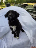 COAL, a male Shetland Sheepdog and Golden Retriever for sale in Sandborn, IN – 1 of 7