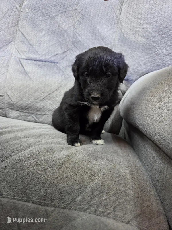 Boy 7 – Shetland Sheepdog, Golden Retriever puppy for sale in Sandborn, IN
