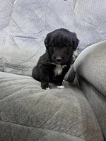 Boy 7, a male Shetland Sheepdog and Golden Retriever for sale in Sandborn, IN – Photo 1 of 2