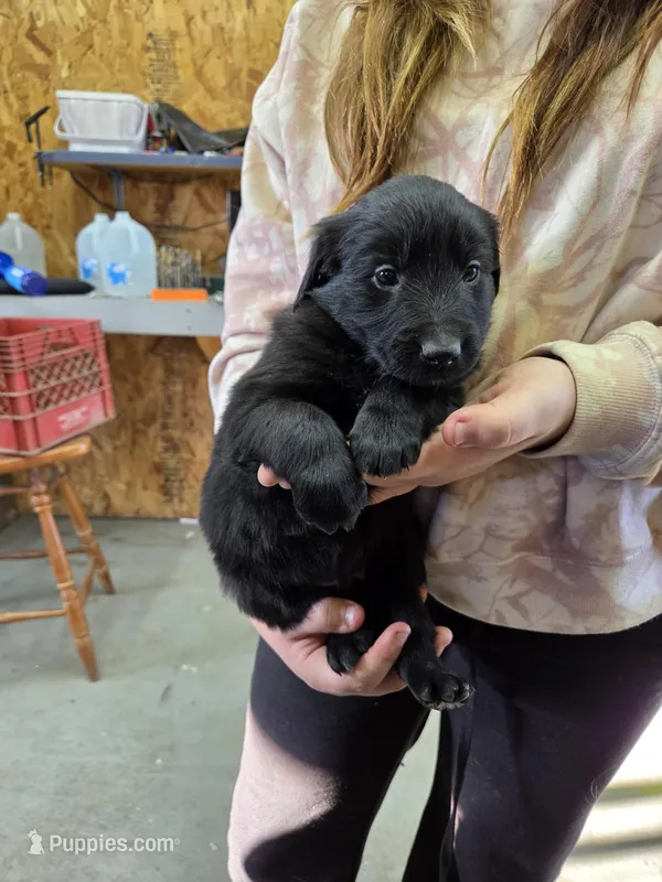 Girl 2 – Shetland Sheepdog, Golden Retriever puppy for sale in Sandborn, IN