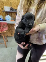 Girl 2, a female Shetland Sheepdog and Golden Retriever for sale in Sandborn, IN – Photo 1 of 2