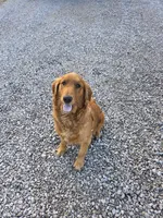 COAL, a male Shetland Sheepdog and Golden Retriever for sale in Sandborn, IN – 5 of 7