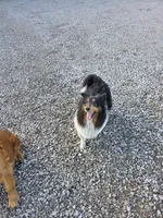 Boy 6, a male Shetland Sheepdog and Golden Retriever for sale in Sandborn, IN – Photo 3 of 3
