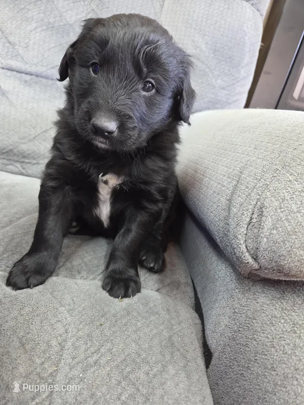 Boy 6 – Shetland Sheepdog, Golden Retriever puppy for sale in Sandborn, IN