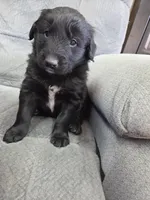 Boy 6, a male Shetland Sheepdog and Golden Retriever for sale in Sandborn, IN – Photo 1 of 3