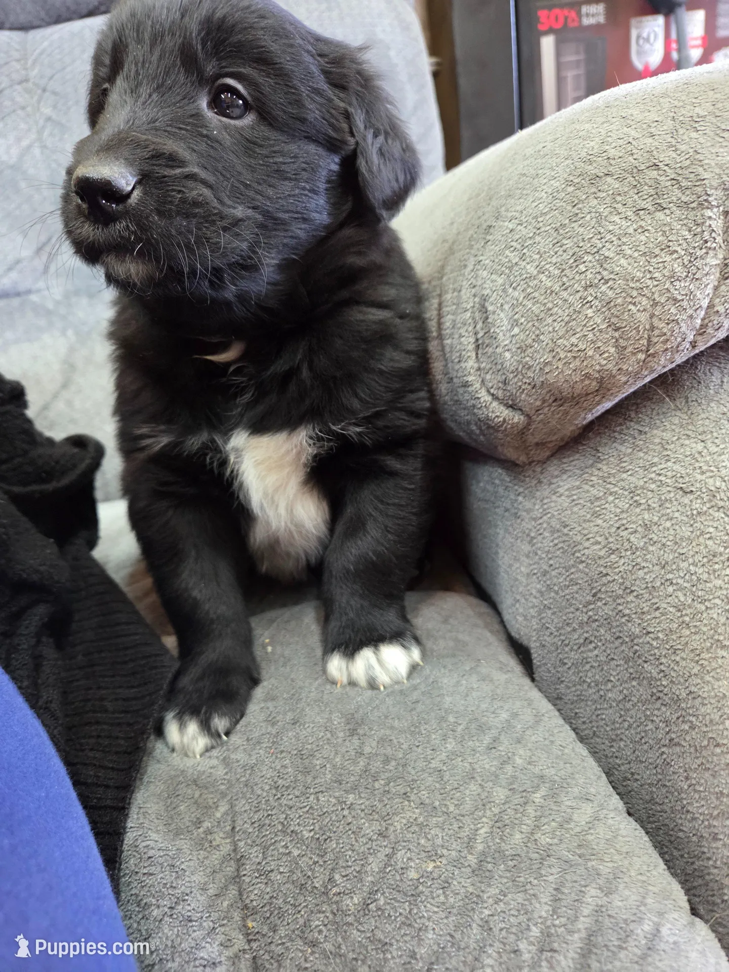 Boy 3 – Shetland Sheepdog, Golden Retriever puppy for sale in Sandborn, IN