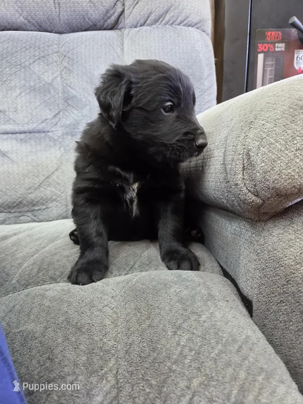 Boy 4 – Shetland Sheepdog, Golden Retriever puppy for sale in Sandborn, IN