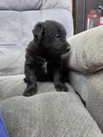 Boy 4, a male Shetland Sheepdog and Golden Retriever for sale in Sandborn, IN – Photo 1 of 3