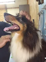 Boy 4, a male Shetland Sheepdog and Golden Retriever for sale in Sandborn, IN – Photo 2 of 3