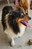 Boy 5, a male Shetland Sheepdog and Golden Retriever for sale in Sandborn, IN – Photo 2 of 3