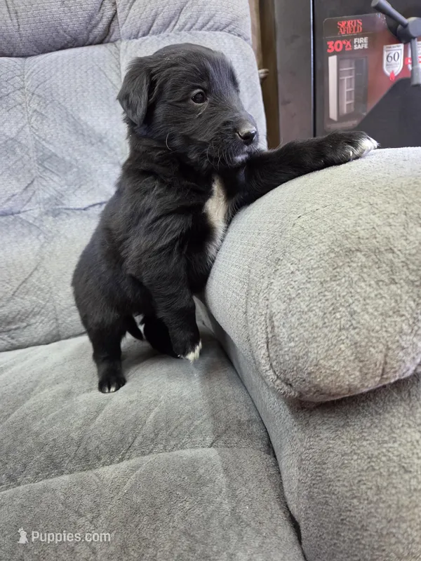 Boy 5 – Shetland Sheepdog, Golden Retriever puppy for sale in Sandborn, IN