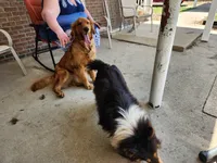 Boy 5, a male Shetland Sheepdog and Golden Retriever for sale in Sandborn, IN – Photo 3 of 3