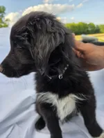 COAL, a male Shetland Sheepdog and Golden Retriever for sale in Sandborn, IN – 2 of 7