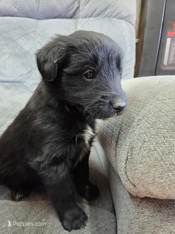 Boy 2 – Shetland Sheepdog, Golden Retriever puppy for sale in Sandborn, IN