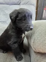 Boy 2, a male Shetland Sheepdog and Golden Retriever for sale in Sandborn, IN – Photo 1 of 5