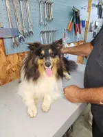 Boy 2, a male Shetland Sheepdog and Golden Retriever for sale in Sandborn, IN – Photo 3 of 5