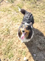 Boy 2, a male Shetland Sheepdog and Golden Retriever for sale in Sandborn, IN – Photo 2 of 5