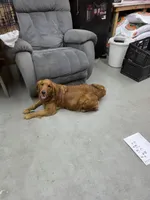 Boy 2, a male Shetland Sheepdog and Golden Retriever for sale in Sandborn, IN – Photo 4 of 5