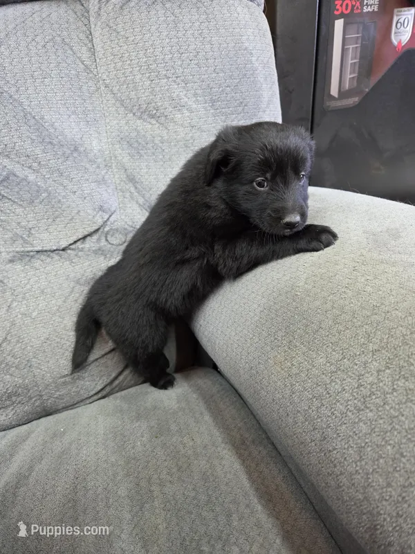 Girl 1 – Shetland Sheepdog, Golden Retriever puppy for sale in Sandborn, IN