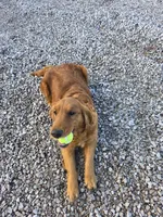 Girl 1, a female Shetland Sheepdog and Golden Retriever for sale in Sandborn, IN – Photo 2 of 3